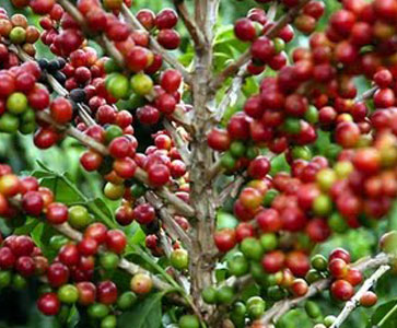 plantacao de café