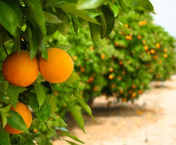 plantacao de laranja